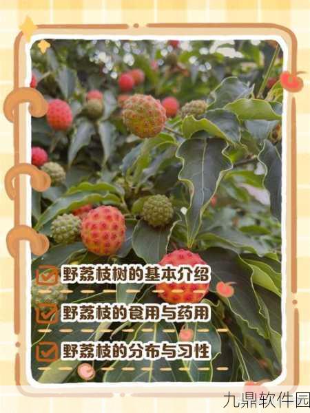 探秘荔枝树金色能量值的获取与巧用秘籍
