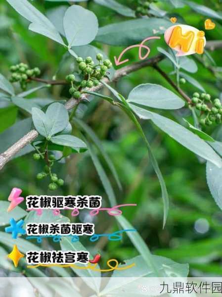 江南百景图花椒获取攻略，解锁稀有香料，增添菜肴风味