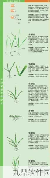 探索创造与魔法小麦生长的秘密,全面解锁小麦获取方法