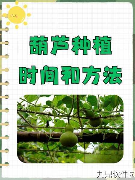 摩尔庄园手游高效葫芦种植技巧，全面掌握葫芦的种植与操作妙法