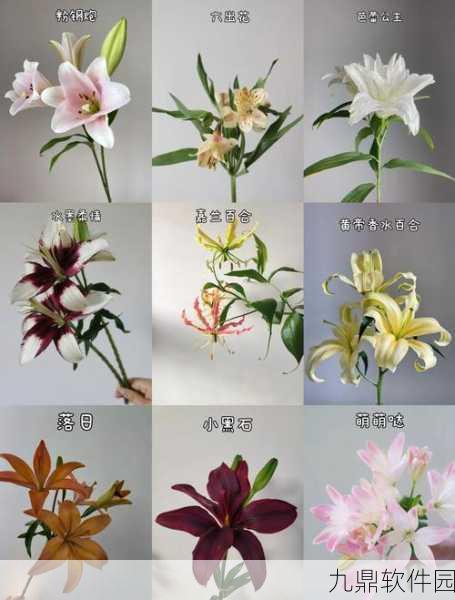 桃源深处有人家,探索清新淡雅的百合花配色之道