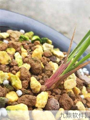 阴阳师同心之兰盛典，丰厚奖励揭秘，共赏兰花香