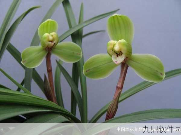 阴阳师同心之兰盛典,丰厚奖励揭秘,共赏兰花香