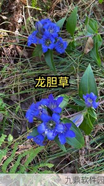 江南百景图龙胆草探寻指南,解锁龙胆草的获取奥秘