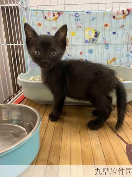 绝区零揭秘，小黑猫领养方法，开启萌宠相伴探险之旅