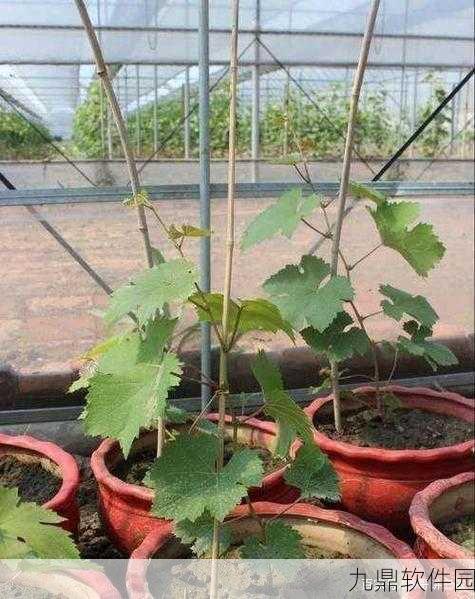 手游资讯，详解奶块葡萄种子的获取方法与种植技巧