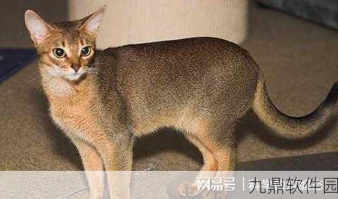 树灵安卓版震撼发布,操纵基因变异的犬科动物对战格斗手游新纪元
